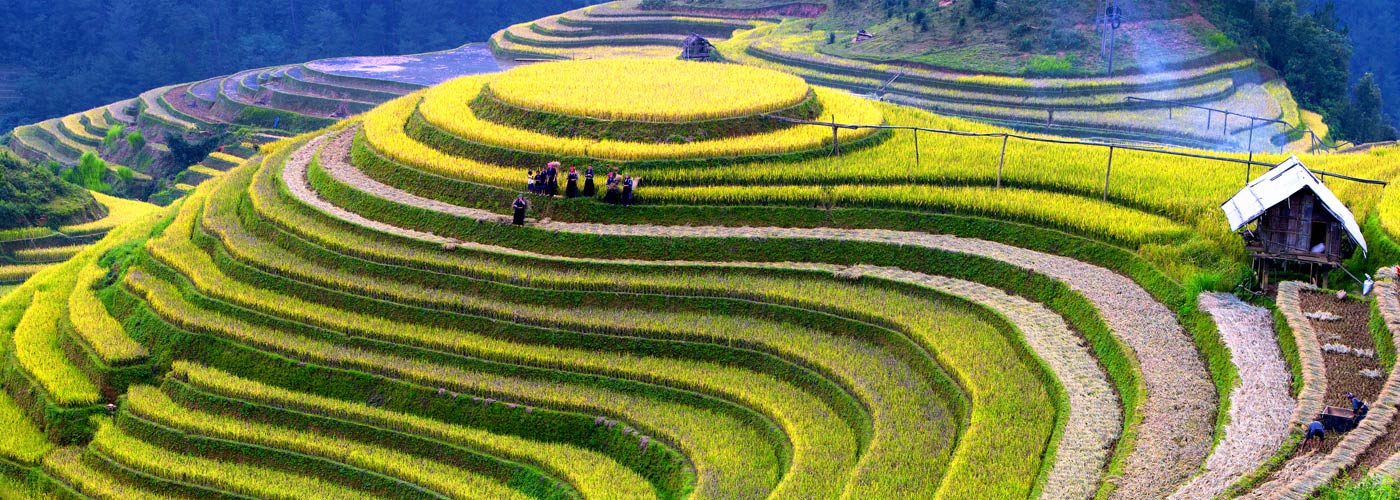 Reisanbau in Asien - Hocheppan Reisen